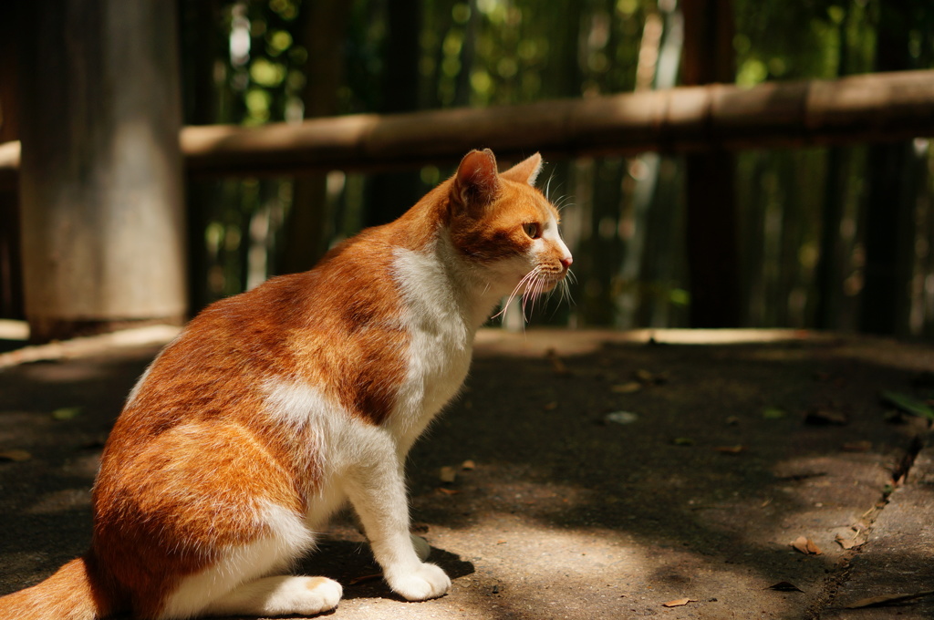 凛々しい溝ねこ