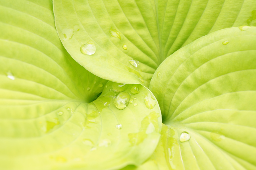 Waterdrop on Leaf