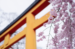枝垂れ桜と鳥居 in 平野神社