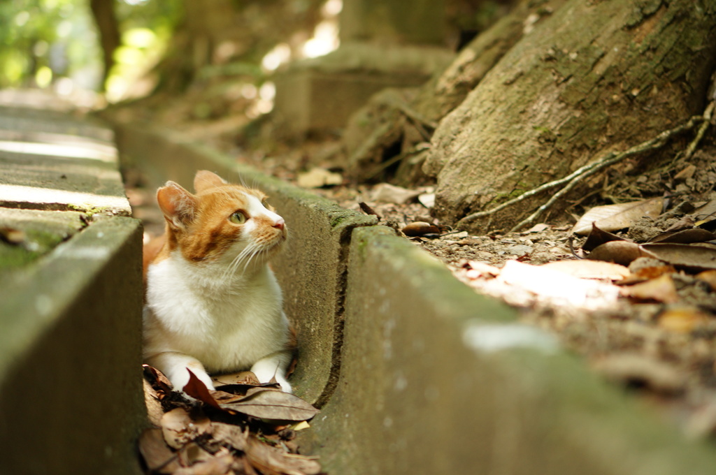 溝ねこ 参