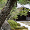 松の幹 in 南禅寺