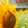 HoneyBee & Sunflower