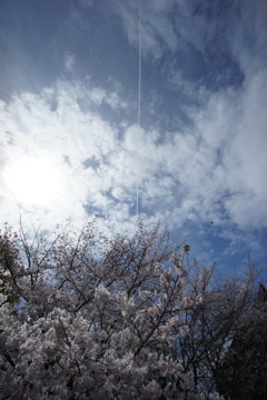 桜の頭上の飛行機雲