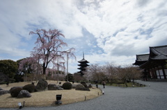 枝垂れ桜と五重塔 in 東寺
