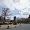 枝垂れ桜と五重塔 in 東寺