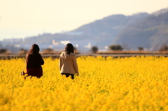 黄の花畑