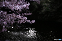 天神に捧ぐ桜