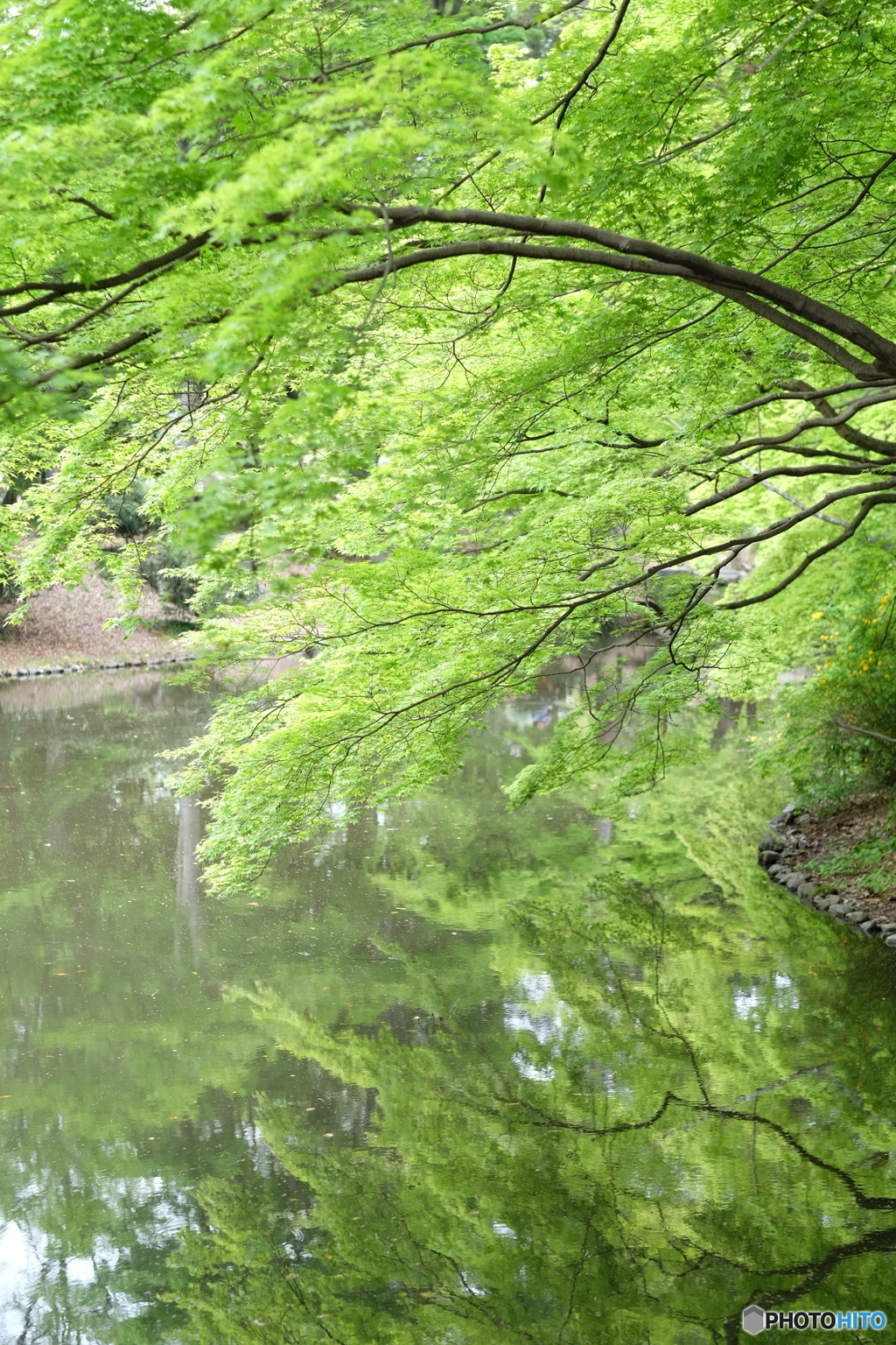水面に映る若紅葉