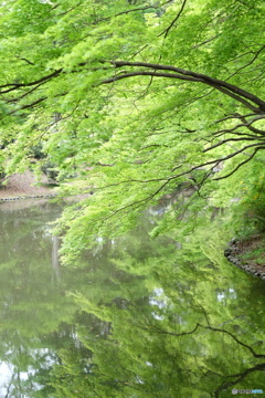 水面に映る若紅葉