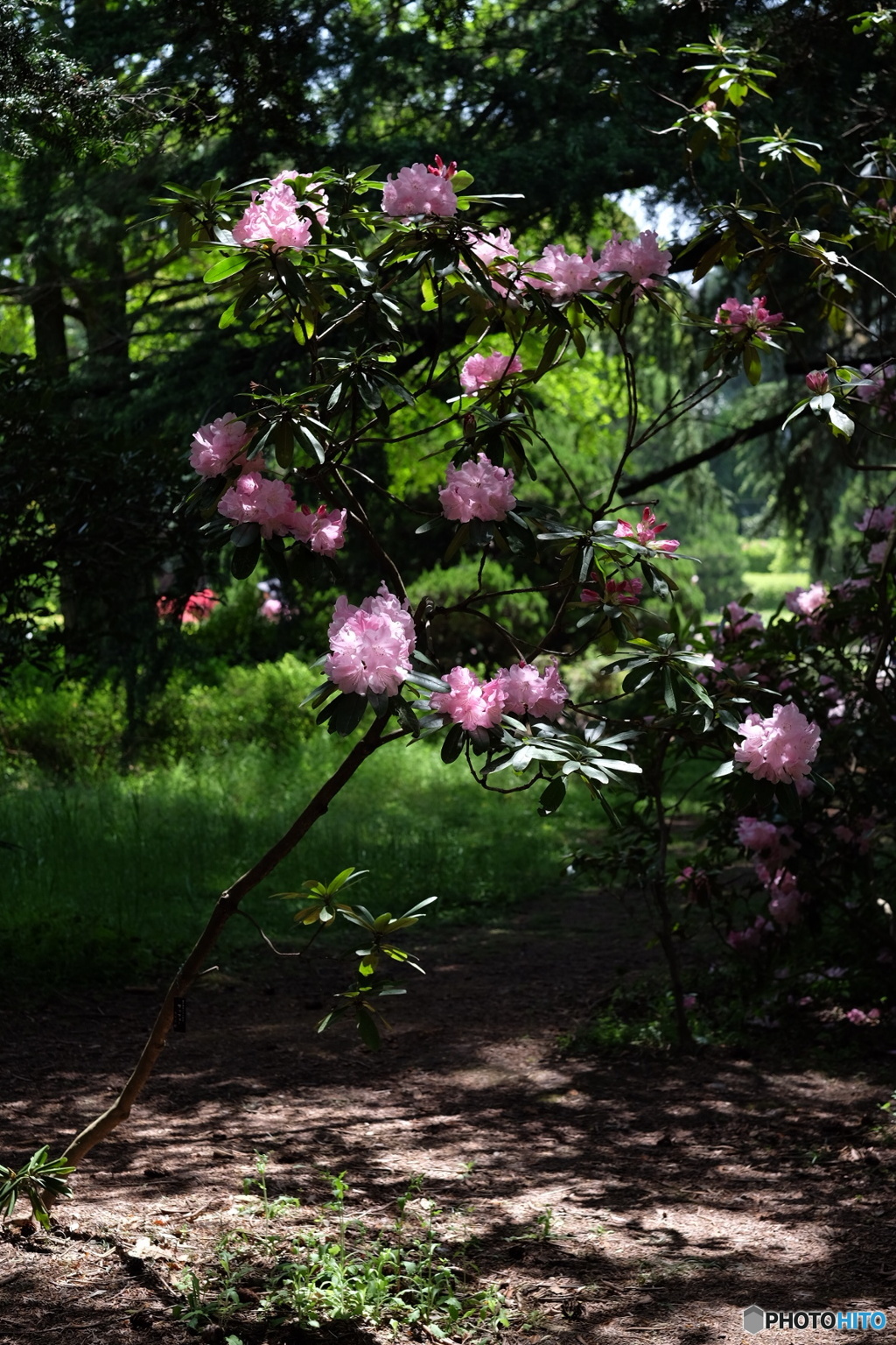 木漏れ日の中に咲き誇る。。。