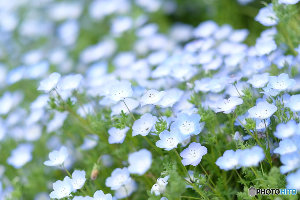 ネモフィラ