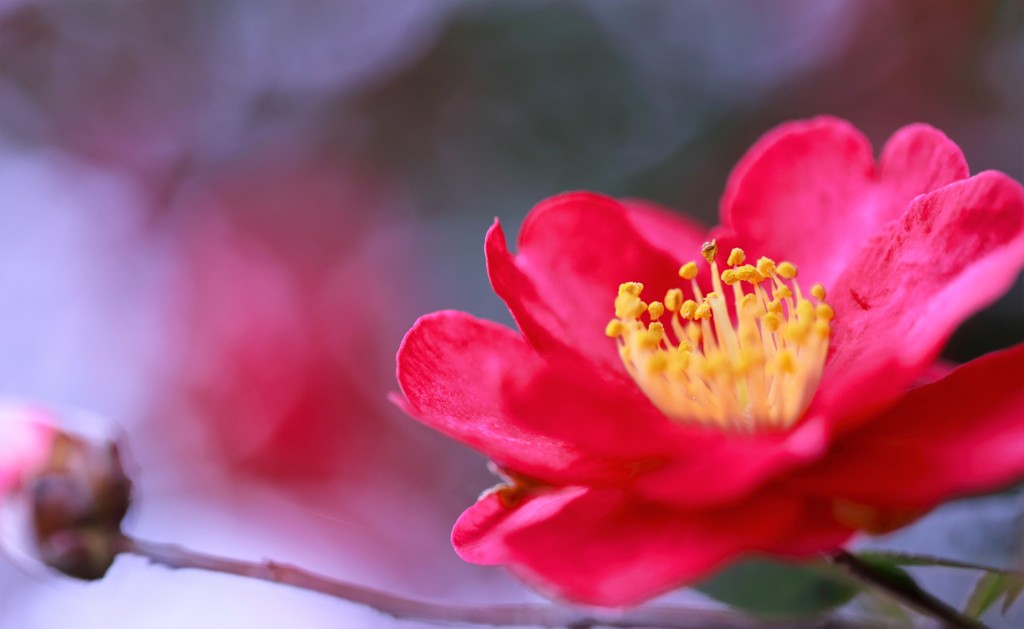 寒花