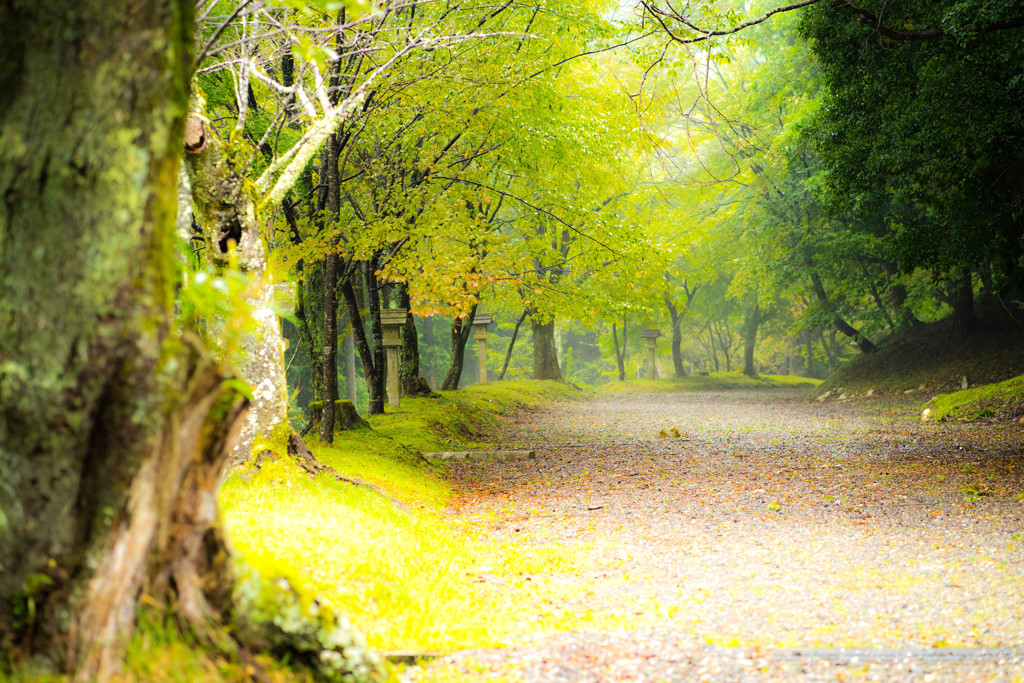 雨上がりの情景