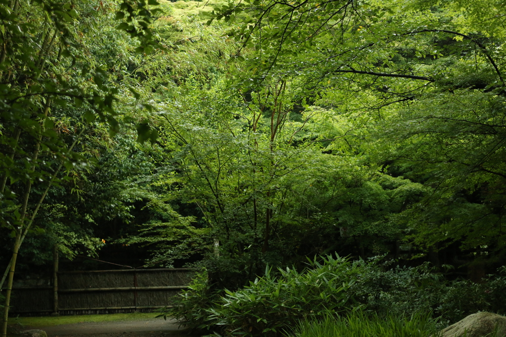 嵐山の朝