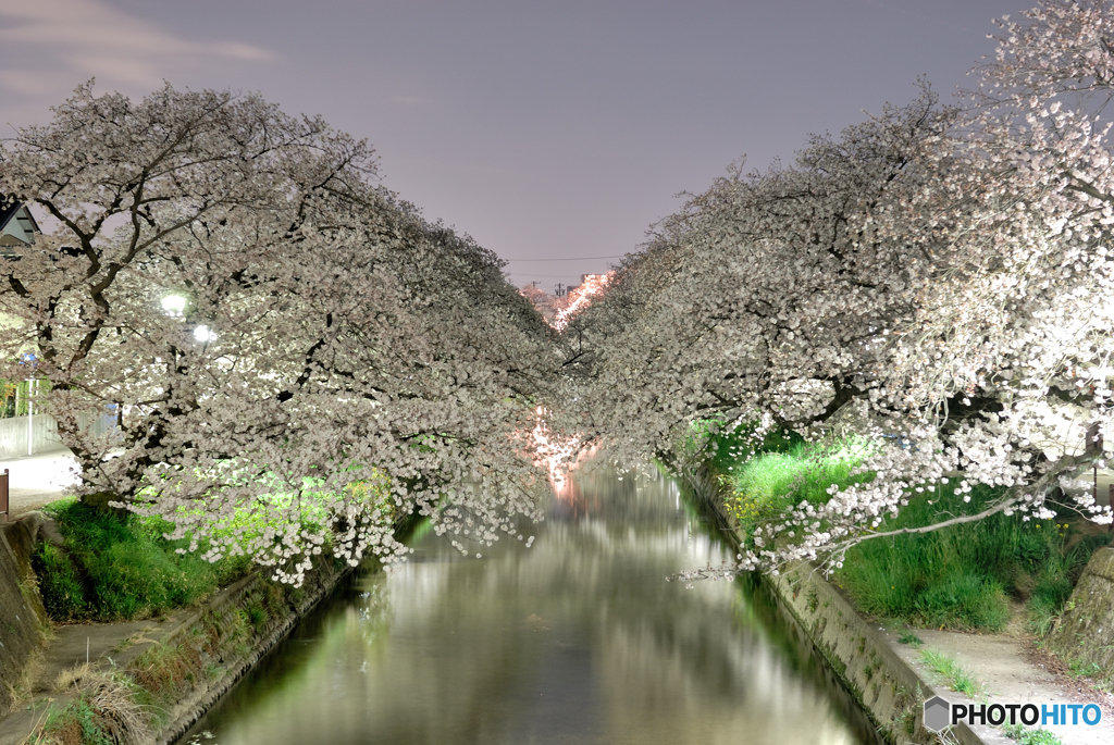 桜 五条川