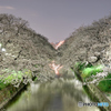 桜 五条川