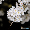 桜 五条川