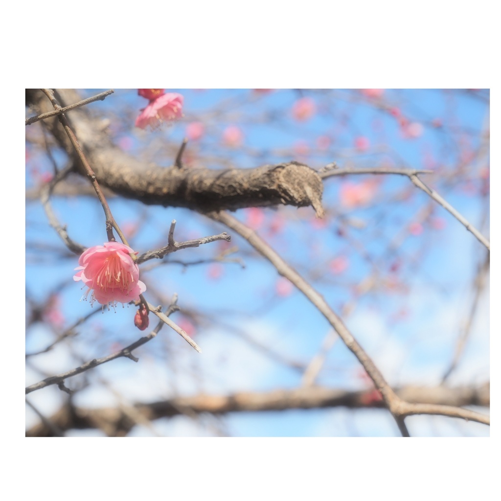春ｩﾙﾙﾙ~