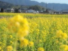 ビタミンカラー