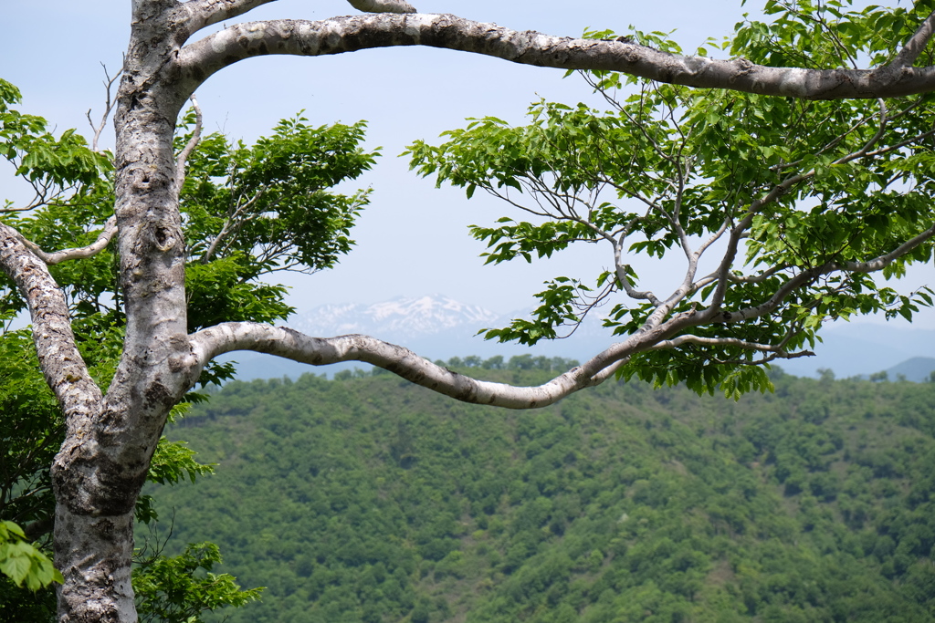 能郷白山より白山を望む