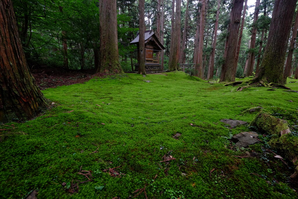 苔むす境内2