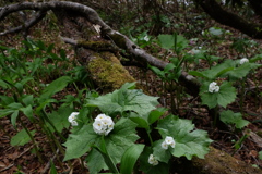 山に咲く花