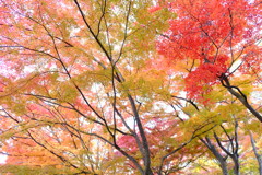 小諸にて　紅葉
