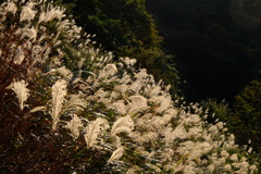 伊吹山にて　秋
