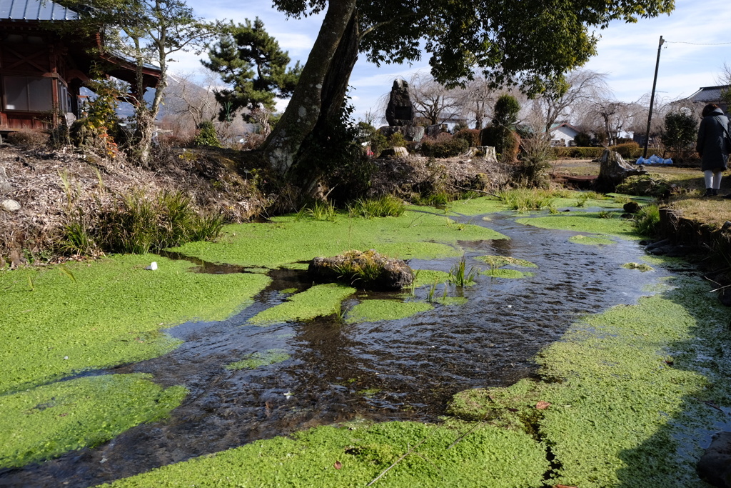 富士山の恵み