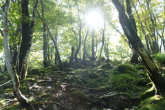 苔むす森に日の光