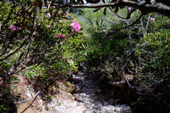 シャクナゲの咲く登山道