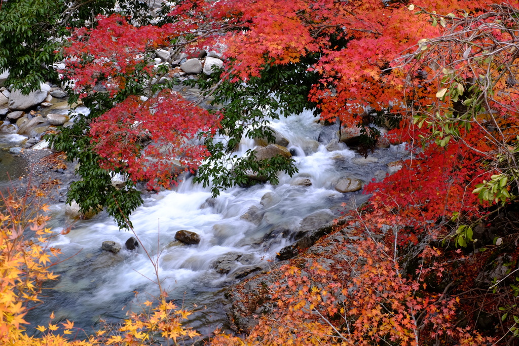 麓は紅葉真っ盛り①