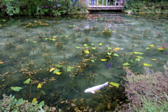 名も無い池にて