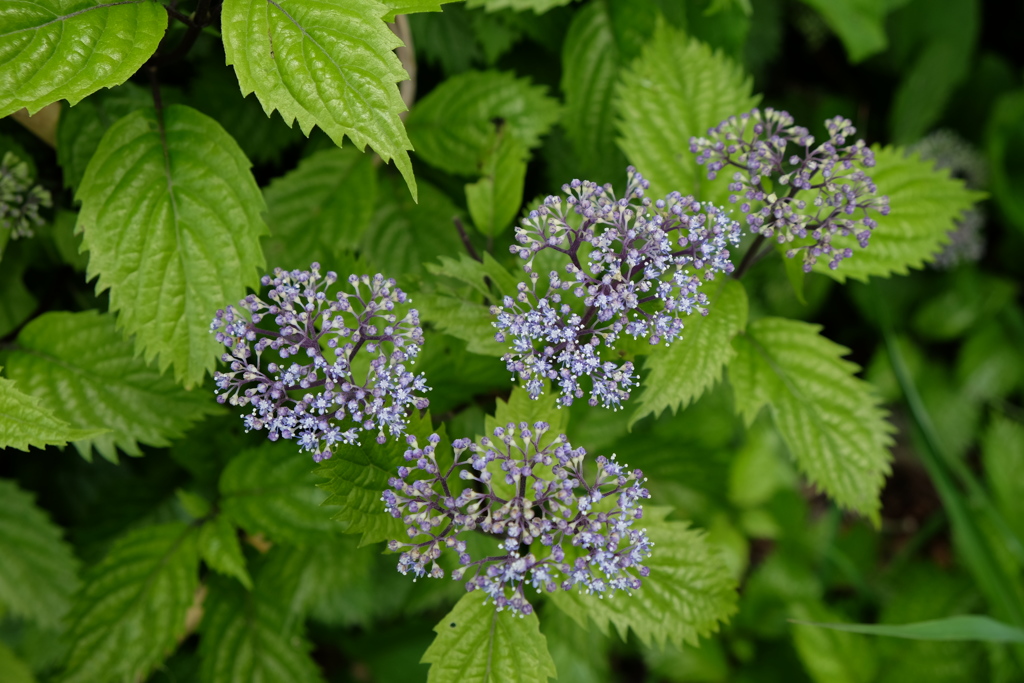 山の花