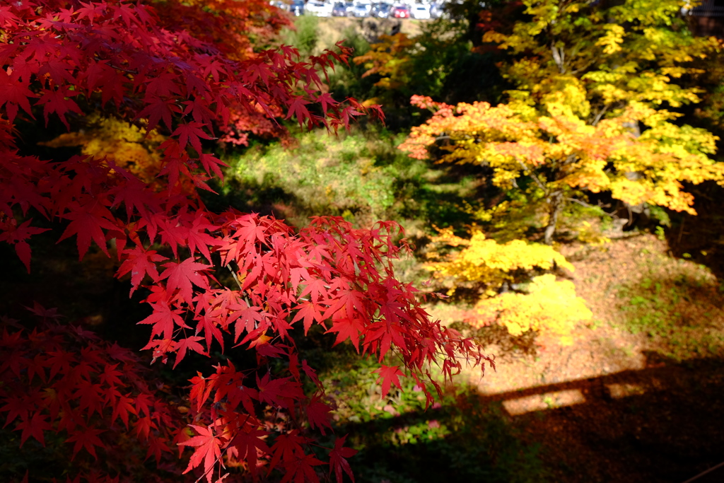 小諸にて　紅葉