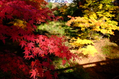 小諸にて　紅葉