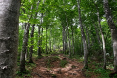 登山道の木