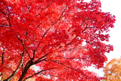 小諸にて　紅葉　