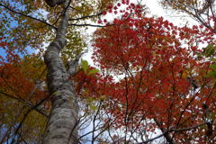 山の紅葉