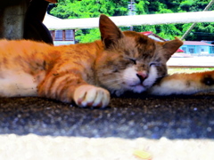 ねこさま