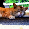 ねこさま
