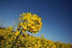 勘違いな菜の花達