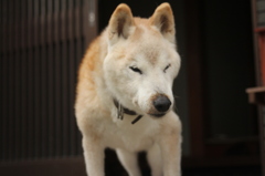 おじいちゃん犬起床