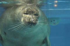 アザラシ