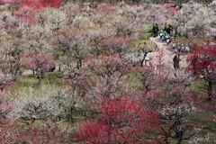 園児たちのお花見