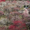 園児たちのお花見