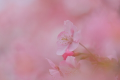 河津桜