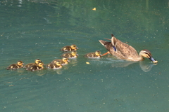 鏡伝池公園のカルガモ親子2