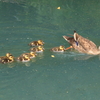 鏡伝池公園のカルガモ親子2