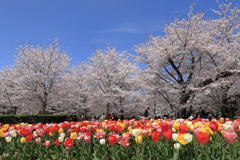 お花見日和